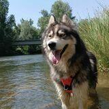 Apolo avatar