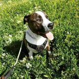 Rocki avatar