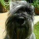 Barlovento avatar