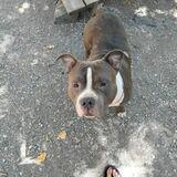 Kimbo avatar