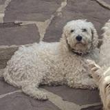 COCO avatar