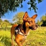 Zarko avatar