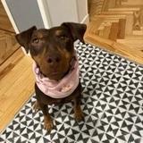 Milka avatar