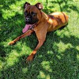 Troya  avatar