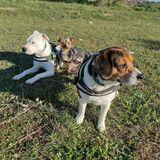 Nala avatar