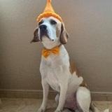 Bruno avatar