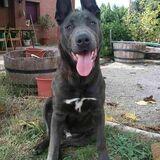 Duba avatar