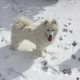 Sami avatar