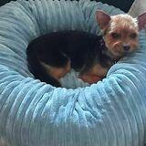 Chiki  avatar
