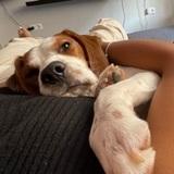 Bruno avatar