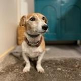 Mylo avatar
