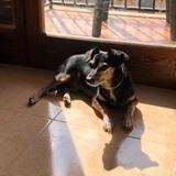 Brownie avatar