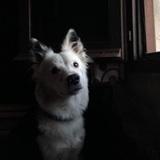 Athena avatar