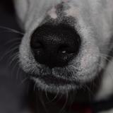 Otto avatar