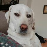 Nala avatar