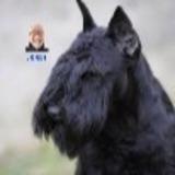 GUS avatar