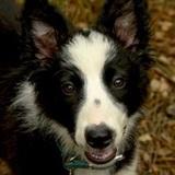 Dobby avatar