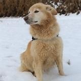 Nala avatar