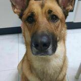 Nala avatar
