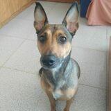 Layia avatar
