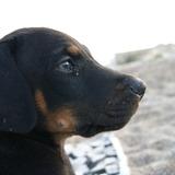 Thor avatar