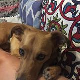 Wicket avatar