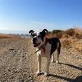 Zeus avatar