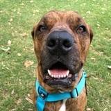 Ares avatar