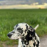 Juni avatar