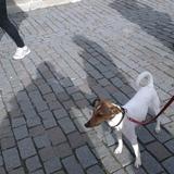Pancho avatar