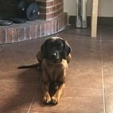 Tika avatar