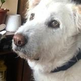 Pako  avatar