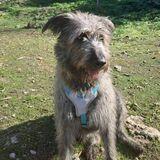 Lola avatar