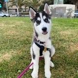 Chelsea  avatar