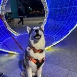 Togo avatar