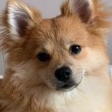 Bella avatar