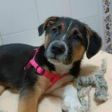 Roci avatar