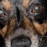 Tomy avatar