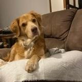Buddy avatar
