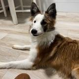 Coco avatar