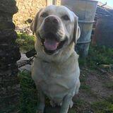 Brais avatar