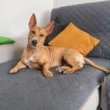 Lola avatar