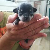 Coco avatar