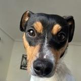 Buddy avatar
