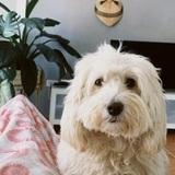 Simba  avatar