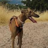Darko avatar