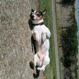 Toti avatar