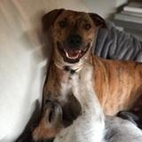Indy avatar