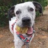 Nala avatar