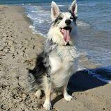 Polilla avatar